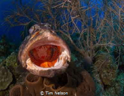 Found this grouper getting a cleaning off Little Cayman. ... by Tim Nelson 